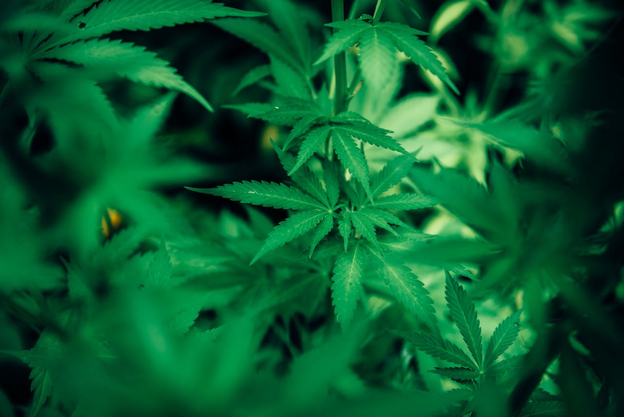 medical cannabis